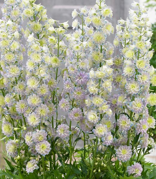 Delphinium 'Highlander Moonlight'